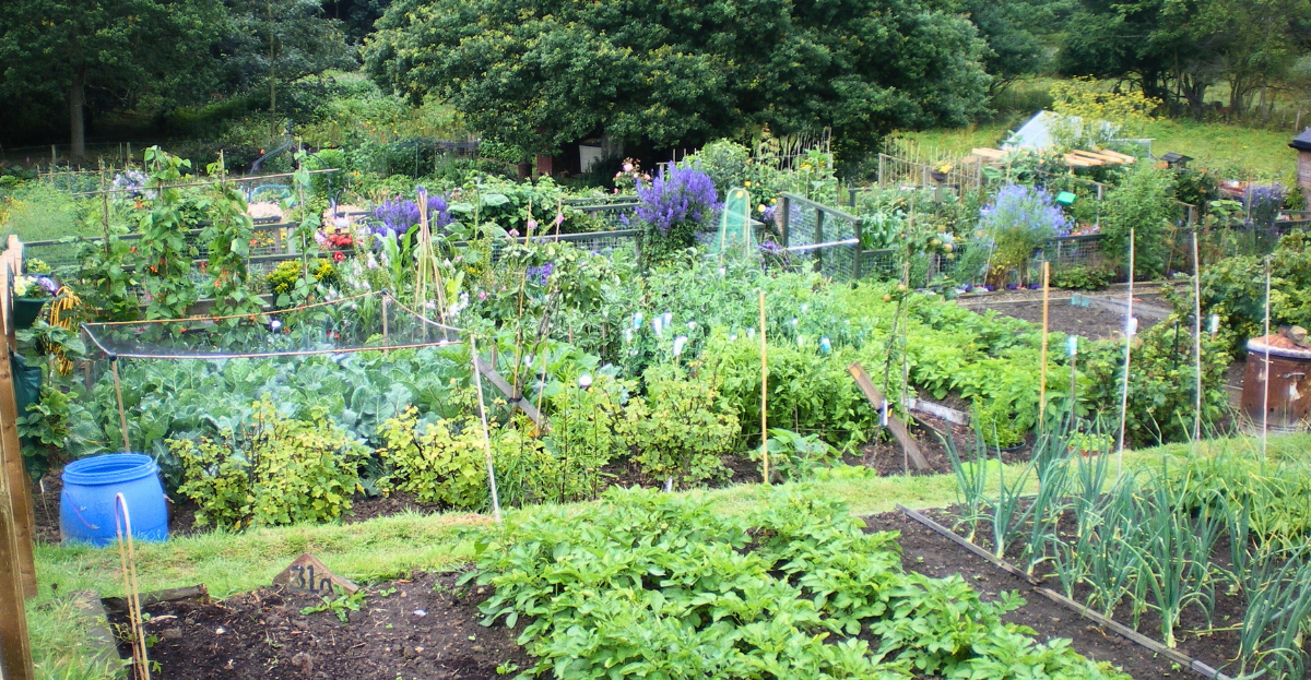 Traditional Allotment
